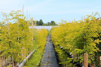 Rows of young Gleditsia Sunburst - Honey Locust trees, with their bright green leaves, are aligned along a path under a clear blue sky.