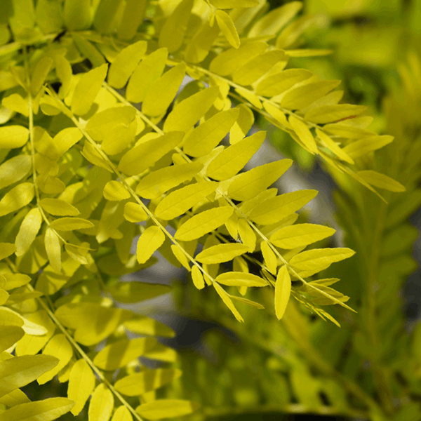 Close-up of the vibrant green leaves of the Gleditsia Sunburst - Honey Locust Tree, with a detailed view of the leaflets shining in sunlight.