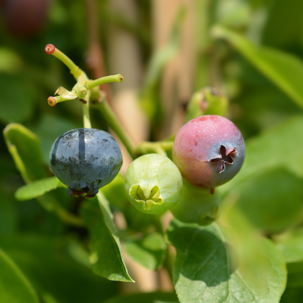Goldtraube Blueberry Plant