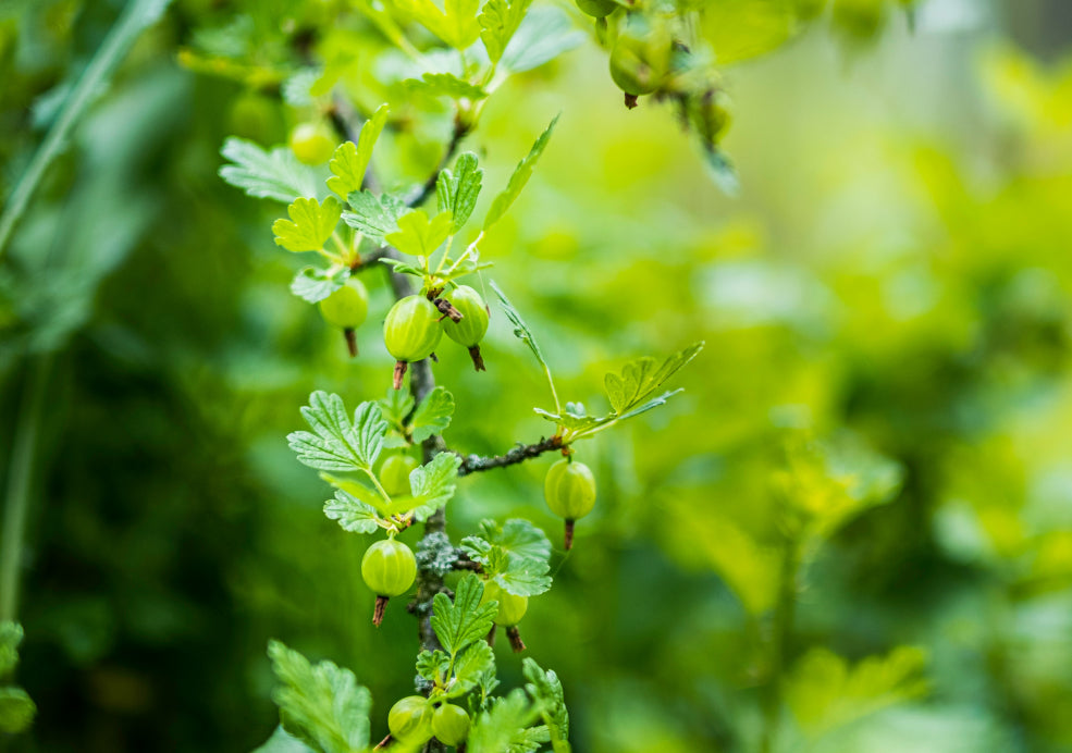 Gooseberries: A Classic Choice for the Home Garden.