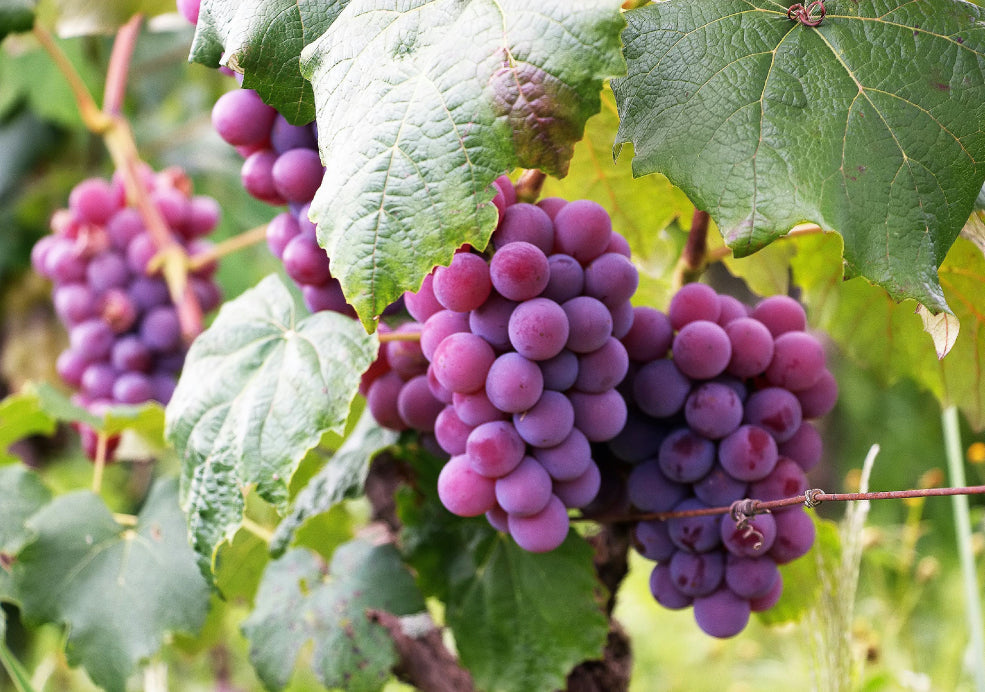 Vitis: Bringing a Touch of the Vineyard to Your Garden.