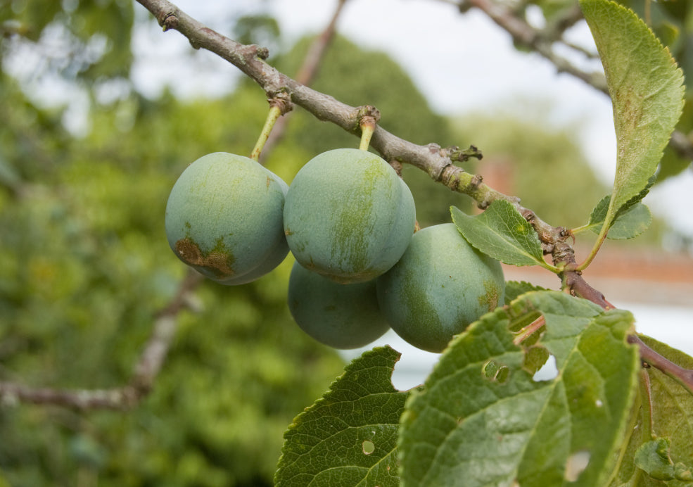 Greengage Trees: A Classic Choice for Fruit Lovers.