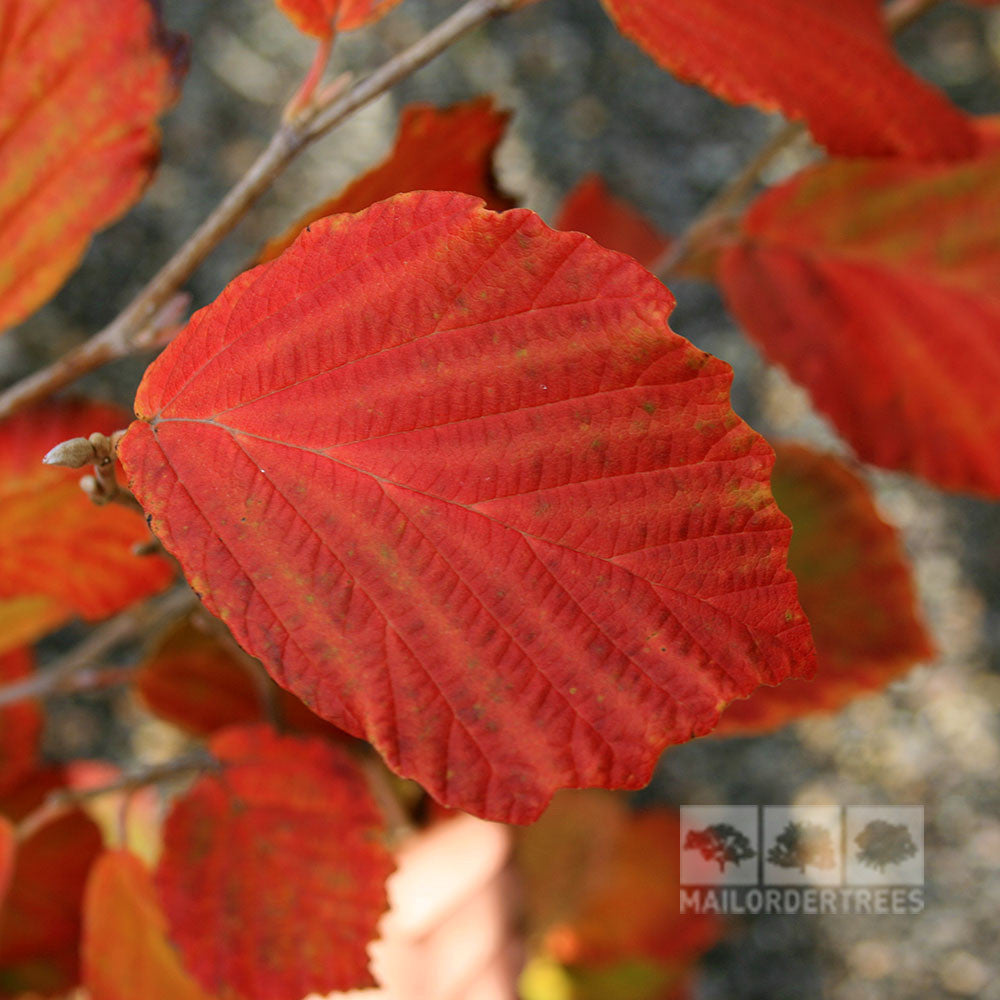 Close-up of a vibrant red leaf with distinct veins, attached to a branch of Hamamelis Diane - Witch Hazel, showcasing its unique beauty.