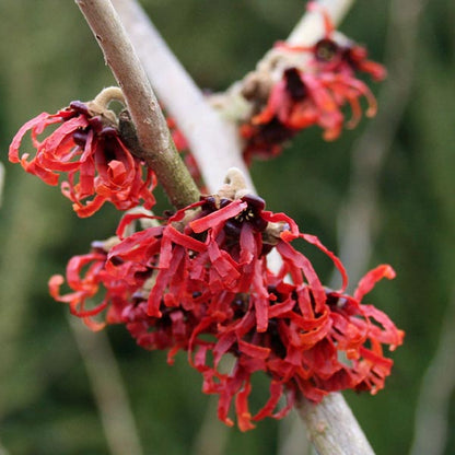 A close-up of the red flowers of Hamamelis Diane - Witch Hazel on a branch, highlighting the delicate beauty of this specimen plant set against a blurred green background.