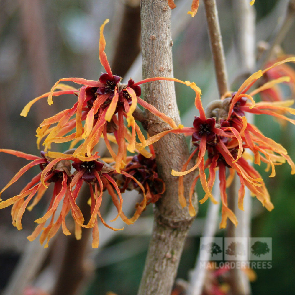 Close-up of Hamamelis Jelena witch hazel flowers with bright, fragrant orange-yellow petals and dark centres, flourishing on the bare branches of a deciduous shrub.