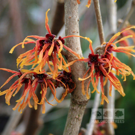 Hamamelis Jelena - Witch Hazel