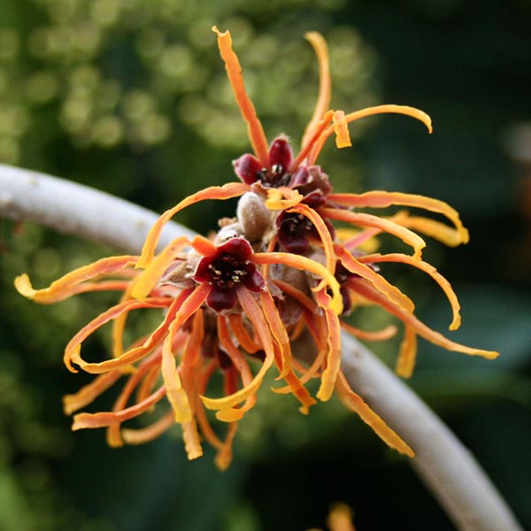 Close-up of a **Hamamelis Jelena - Witch Hazel** flower showcasing its spidery orange and yellow petals with a dark centre, set against the blurred green backdrop of a deciduous shrub.