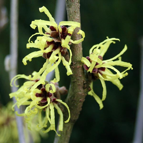 The Hamamelis Pallida - Witch Hazel, with its vibrant sulphur yellow flowers and ribbon-like petals, elegantly adorns a branch against the rich dark green backdrop, showcasing its winter flowering beauty.