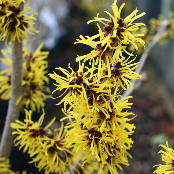 Close-up of the fragrant yellow flowers of Hamamelis mollis - Chinese Witch Hazel, highlighting their thin, spidery petals on a branch. This winter-flowering shrub adds a touch of brightness with its distinctive blooms.