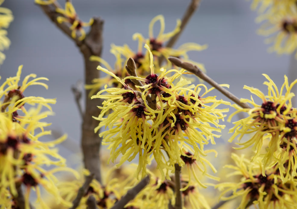 Hamamelis: A Winter Blooming Wonder.