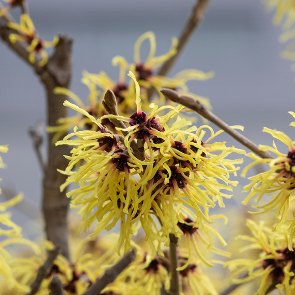 Hamamelis 'Arnold Promise' - Witch Hazel