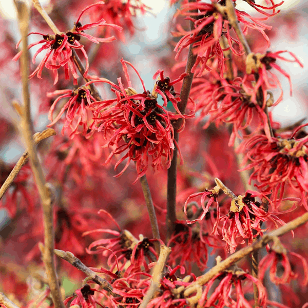 A close-up of Hamamelis 'Ruby Glow' reveals spidery, purplish-red flowers embellishing its branches.