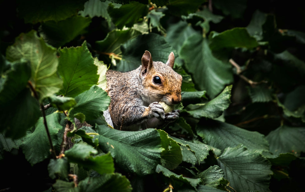 Hardy, Low-Maintenance, and Perfect for Wildlife.