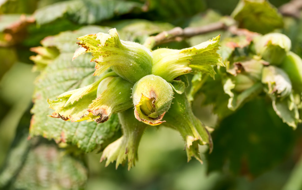 Hazelnuts and Filberts: A Delightful Blend of Beauty and Bounty.