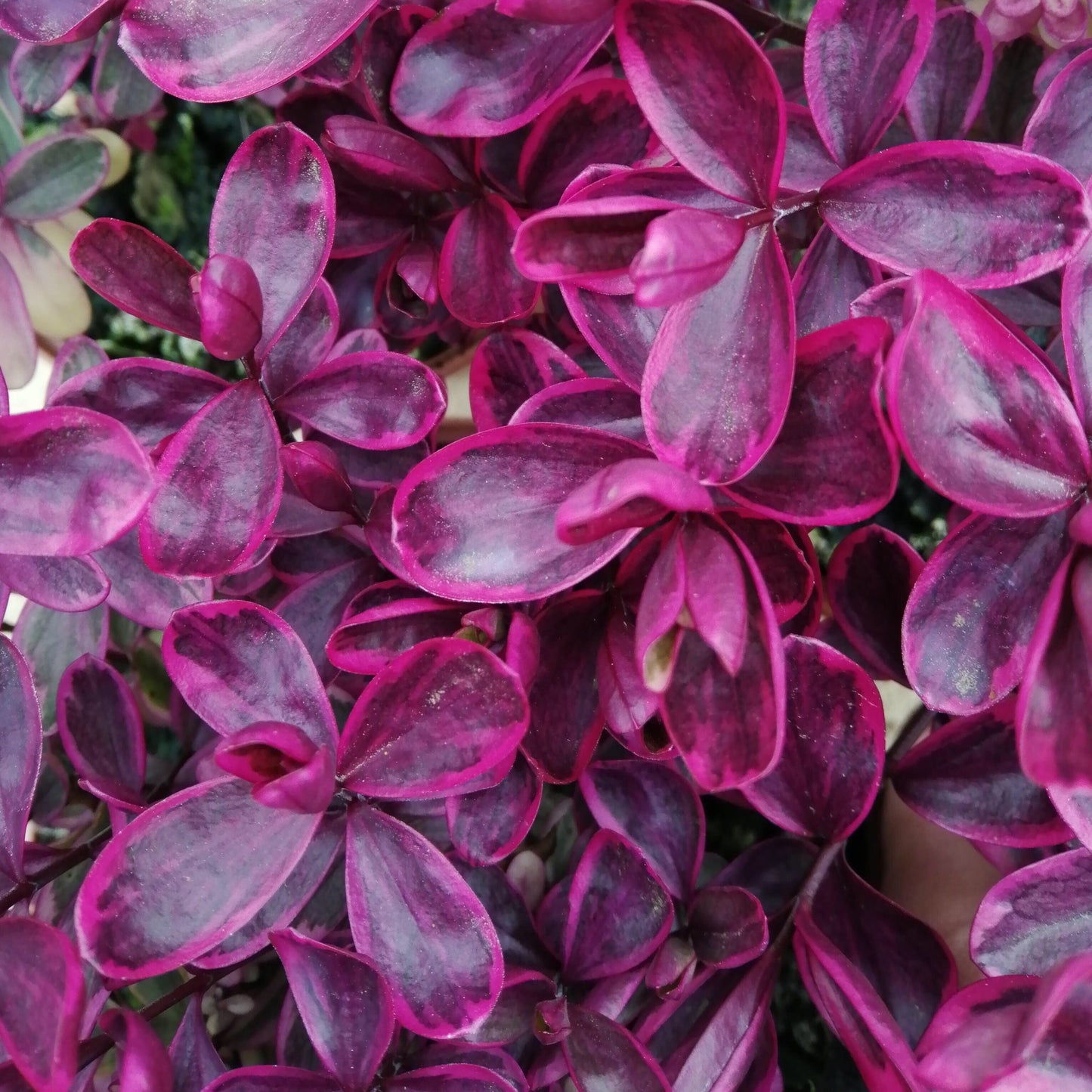 Close-up of vibrant purple and pink variegated leaves on the Hebe Baby Boo, with delicate purple flowers peeking through this evergreen shrub.