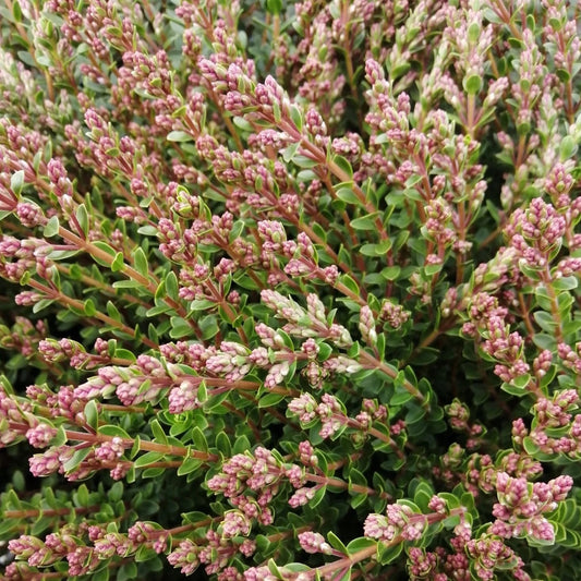 Close-up of a dense cluster of green and pink flowers with small buds and leaves from Hebe Baby Marie, resembling the charm of shrubby veronica.