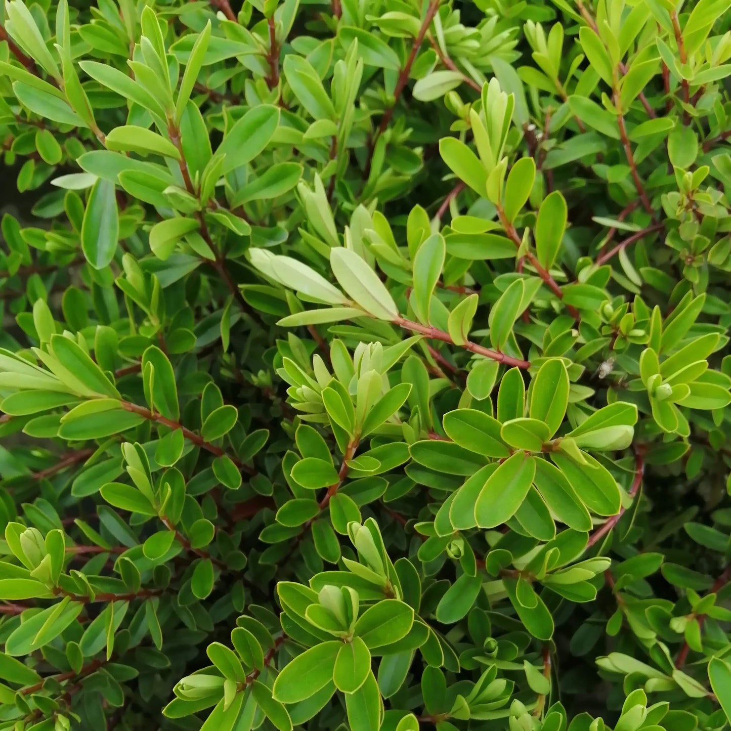 A close-up of Hebe Beverly Hills showcases dense green foliage with small oval leaves, reddish stems, and violet flowers, adding charm to this compact evergreen shrub in early summer.