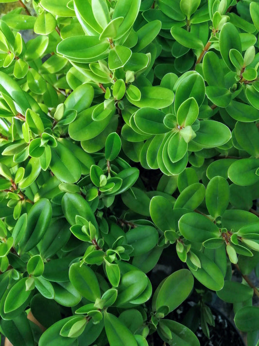 Close-up of Hebe Blue Gems lush, glossy green foliage with smooth, oval shapes densely packed together.