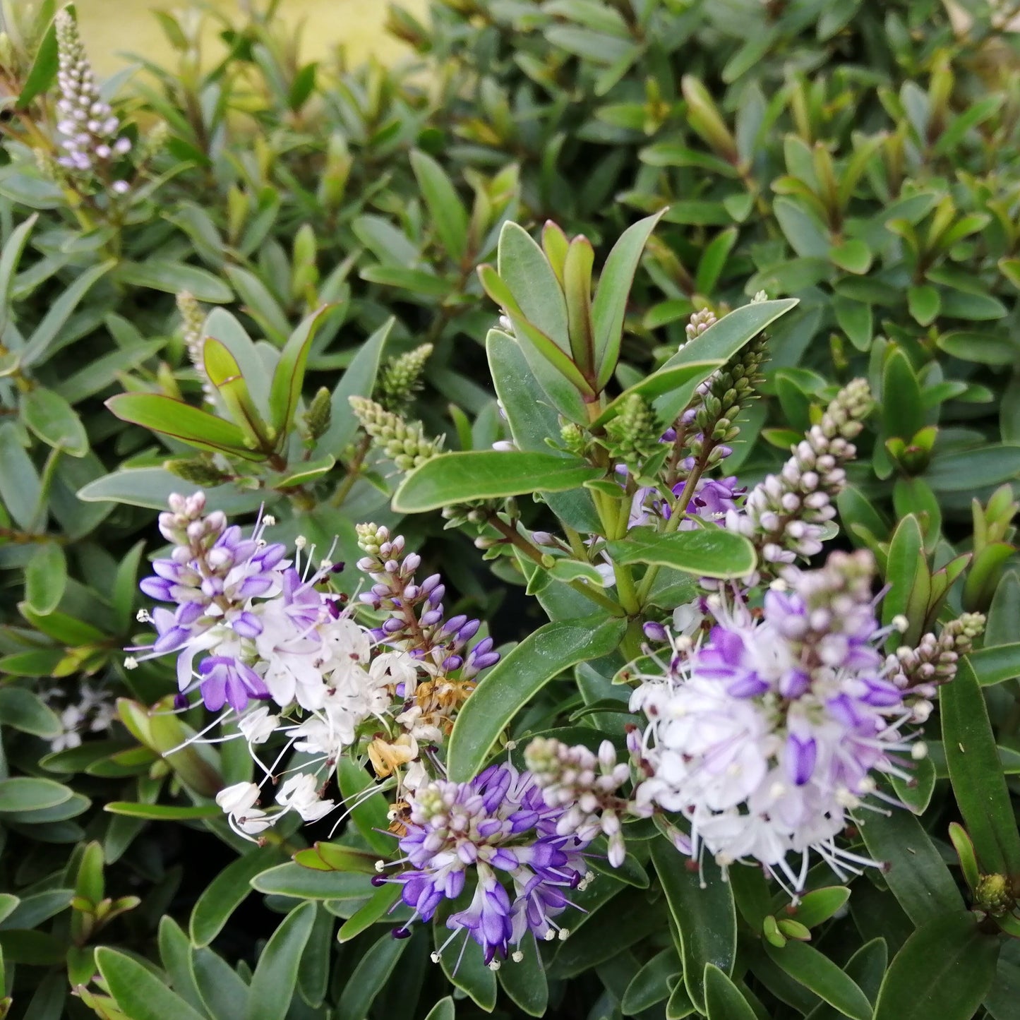 Close-up of Hebe Blue Surprises purple and white flowers, green leaves, and buds nestled among the lush foliage of this compact evergreen shrub.