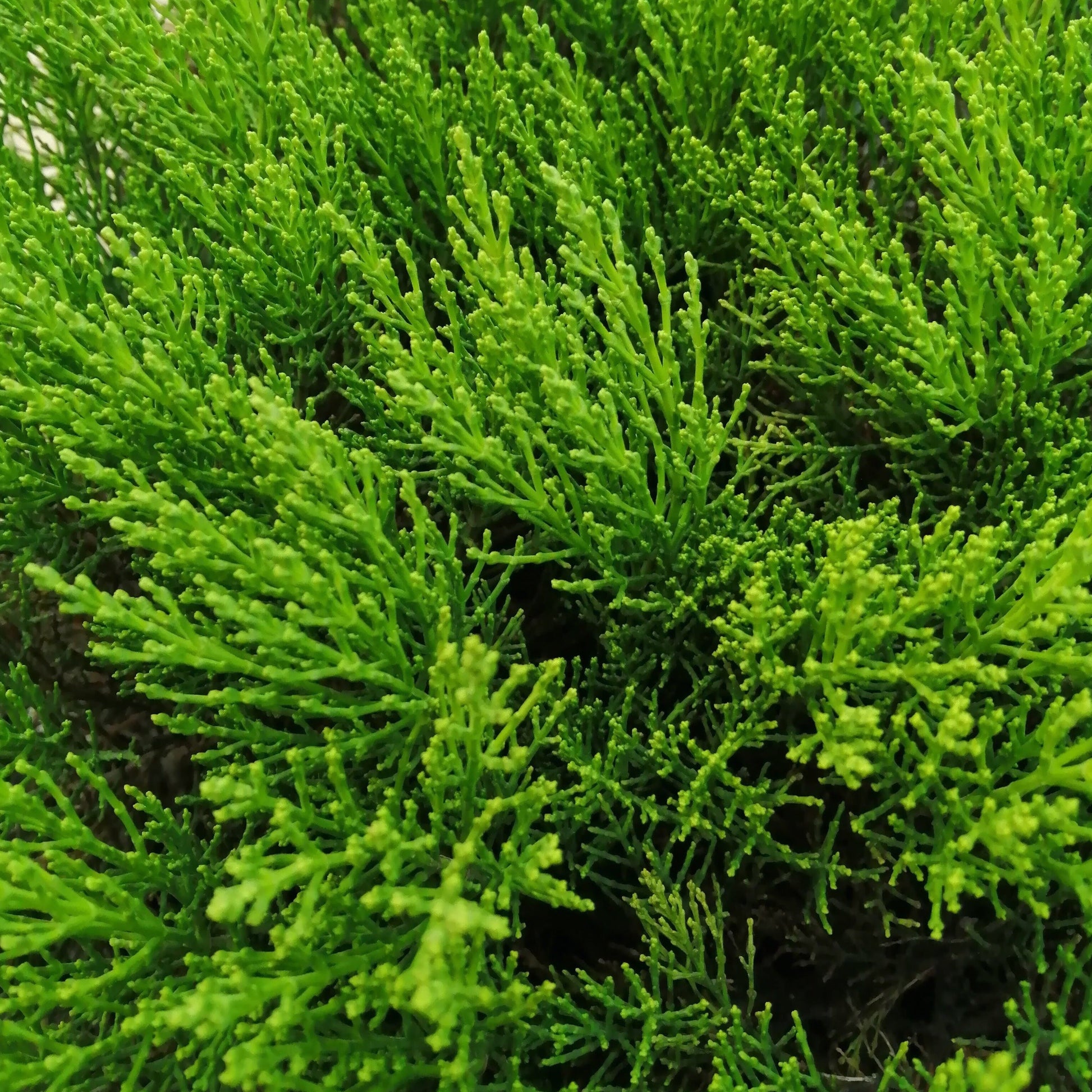 Close-up of vibrant, densely packed needle-like leaves on a Hebe Boughton Dome, showcasing an array of lush green hues.