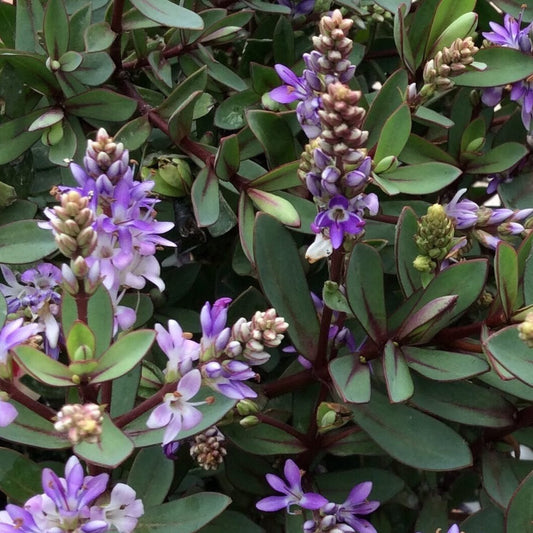 The Hebe Caledonia is a compact evergreen shrub with green leaves and light violet blooms, showcasing purple and white flowers that flourish beautifully in the summer.