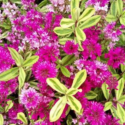 Hebe Celebration is a compact shrub featuring clusters of vibrant pinky-purple flowers with variegated green and yellow leaves interspersed throughout.