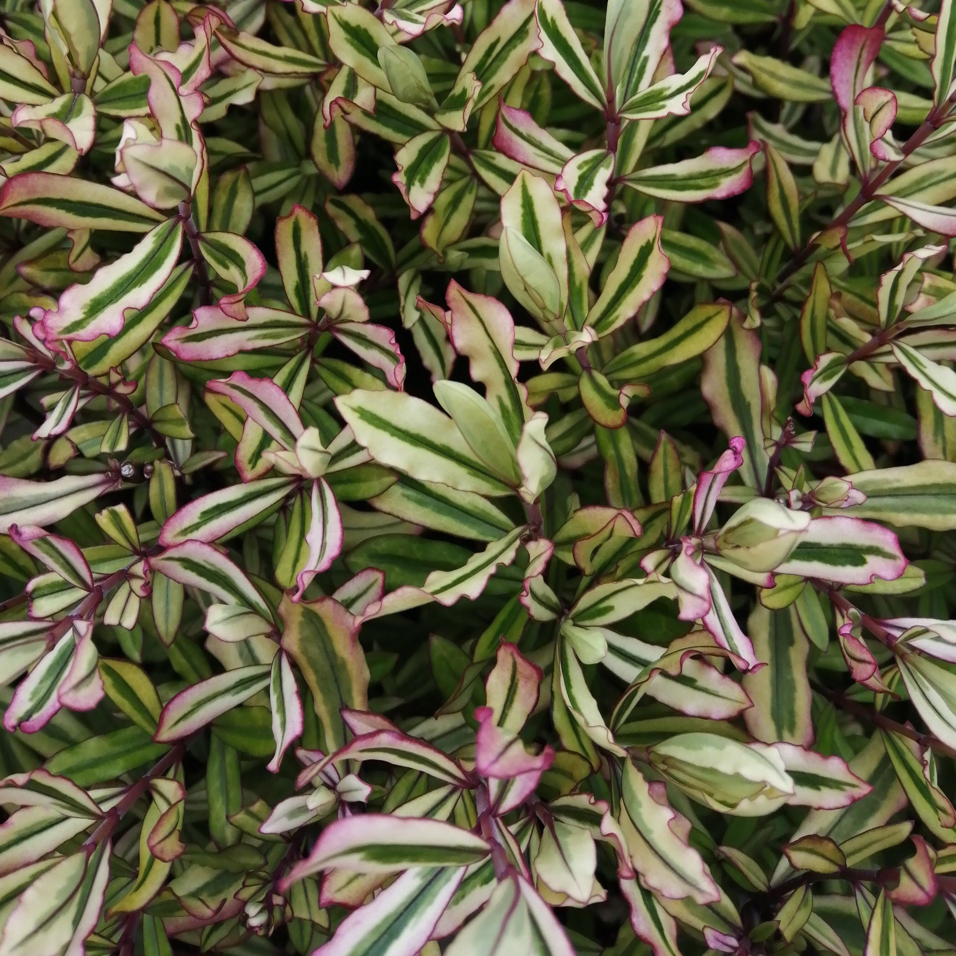 The Hebe Celebration is a compact shrub featuring a dense cluster of variegated leaves in green, white, and pink hues, occasionally adorned with pinky-purple flowers.