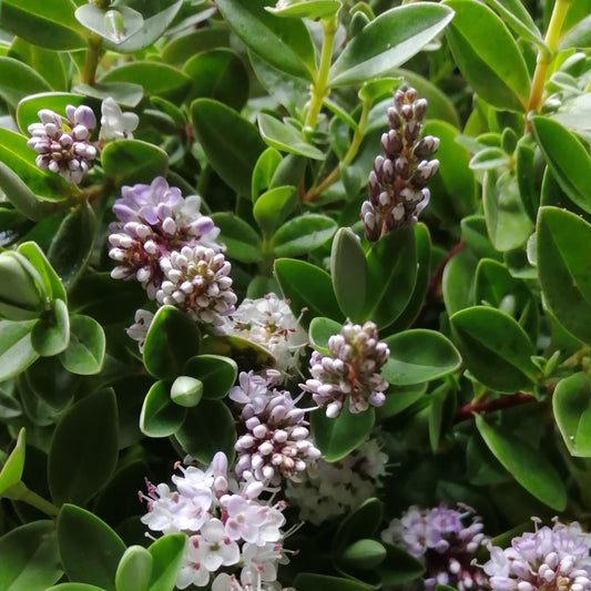 A close-up of the dense green foliage of Hebe Chathamica showcases clusters of lilac flowers accented with small purple and white blooms.