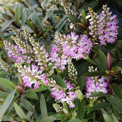 Close-up of Hebe Dark Angel with lilac flowers and elongated green leaves, nestled among a small shrub.