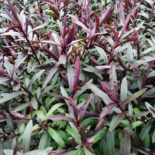 The Hebe Dark Angel is a small shrub with dense foliage, elongated green leaves, dark purple stems, and lilac flowers.