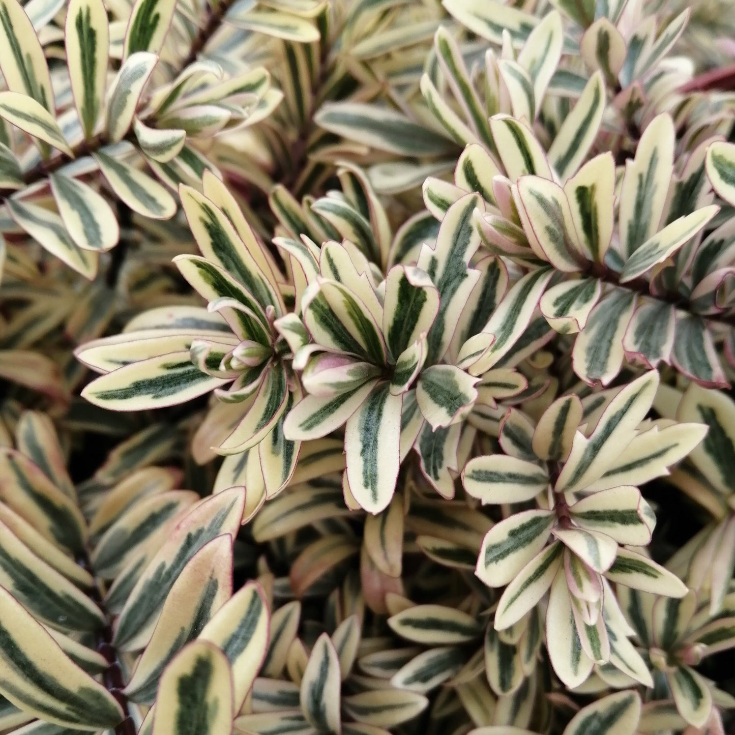 Close-up of Hebe Eyecatchers variegated green and cream leaves with pink edges, forming a compact shrub adorned with small clusters that harmoniously complement the foliage.