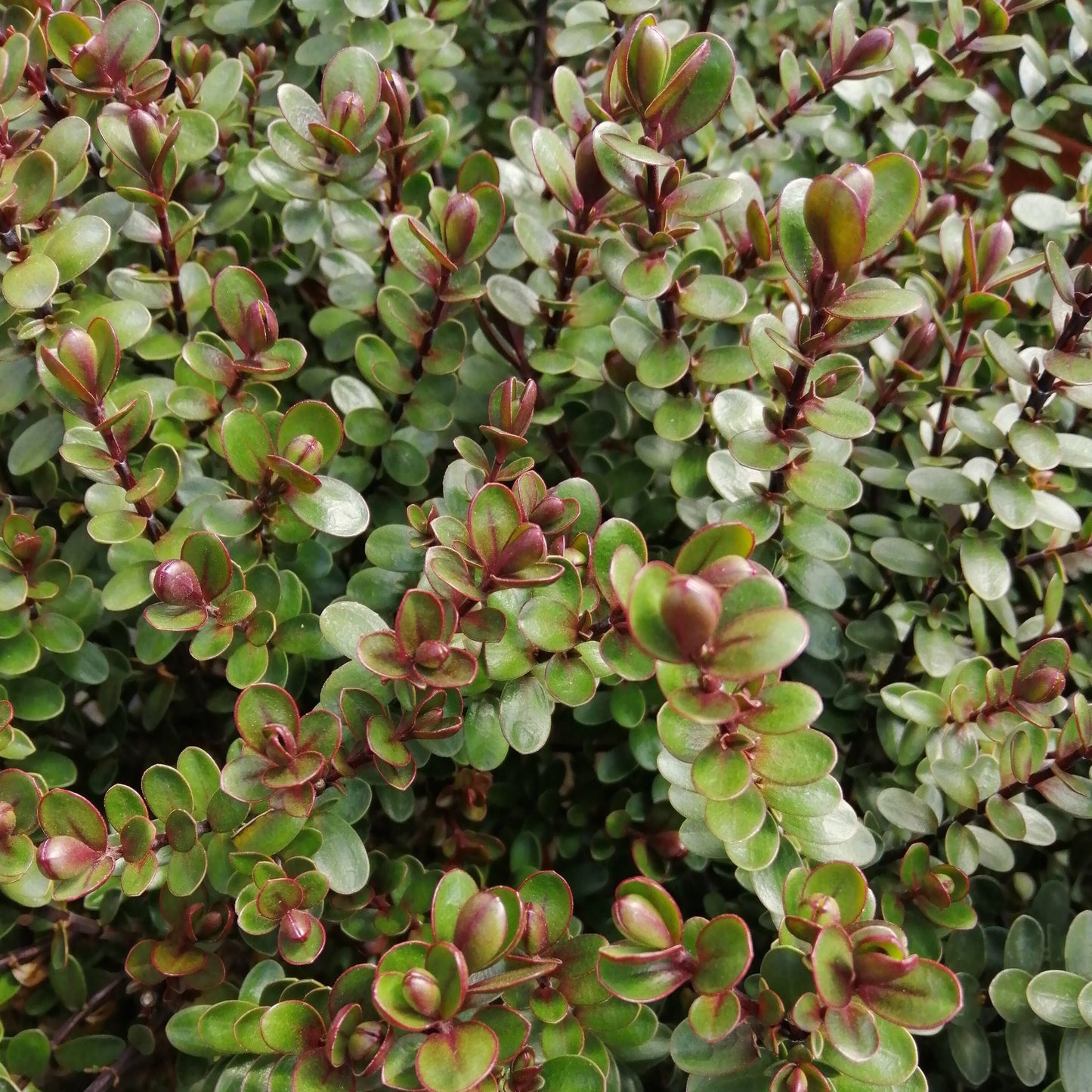 Close-up of the Hebe Garden Beauty Purple, featuring a dense mound of glossy green foliage with small, oval leaves edged in red. The overlapping patterns form a vibrant tapestry, suggesting nearby purple blooms.