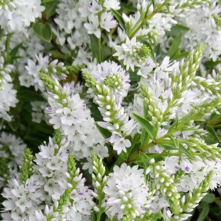 Close-up of Hebe Garden Beauty White flowers forming a compact mound, with small, dense clusters of petals nestled among the dense foliage.