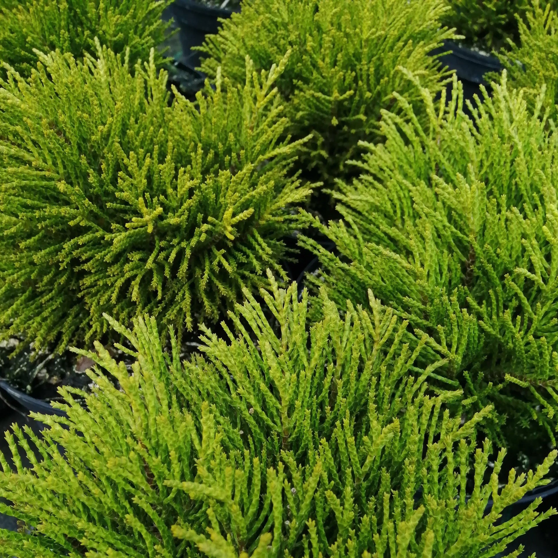 Close-up of Hebe Golden Nugget, a compact evergreen shrub with dense, bushy green foliage, ideal for low-growing landscapes.