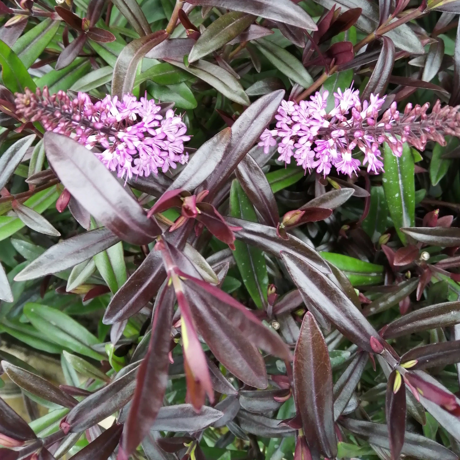 The Hebe Heidi is an upright shrub featuring elongated clusters of violet flowers beautifully surrounded by dark green leaves with a reddish tint.