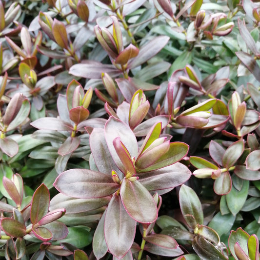 A close-up of Hebe High Voltage shows clusters of green and burgundy leaves with smooth edges and pointed tips, forming a dense texture. Mauve flower spikes emerge gracefully among them, adding elegance to this low-maintenance, slow-growing plant duo.