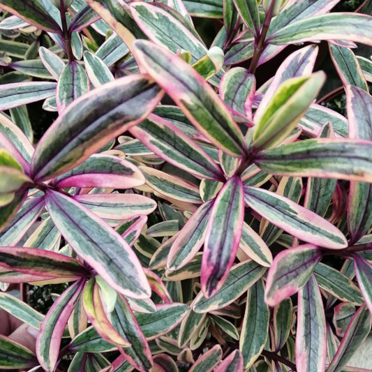 The Hebe Jewel of the Nile shrub features a dense arrangement of variegated leaves with green, pink, and white stripes and elongated shapes.