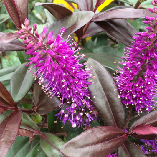 Enjoy the vibrant blooms of Hebe Johnny Day, showcasing elongated clusters of purple flowers and dark green leaves, forming a compact bush that bursts with color in summer.