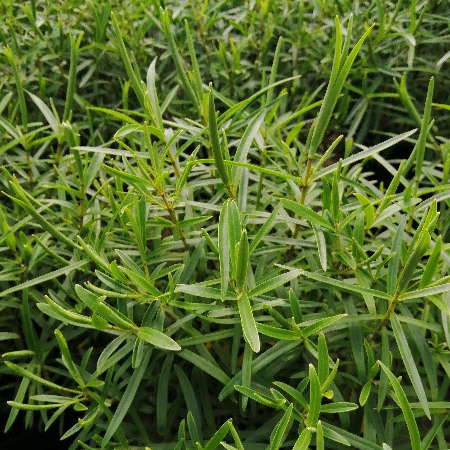 A close-up of a lush Hebe Kirkii plant highlights its numerous spear-shaped, green needle-like leaves, showcasing its evergreen shrub nature.