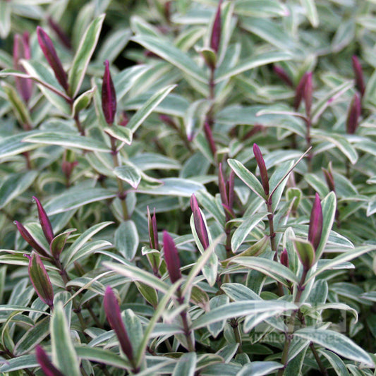 The Hebe Lady Ann - Shrubby Veronica is a compact evergreen shrub with variegated leaves featuring green and white edging and dark pink flower buds that densely cover its frame.