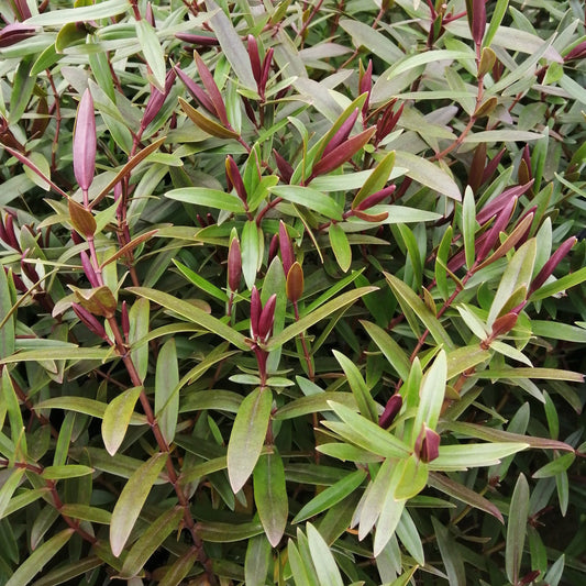 The Hebe Marie Antoinette is a bushy shrub with dense green leaves and purple-tipped shoots, hinting at the vibrant purple flowers it might soon reveal.