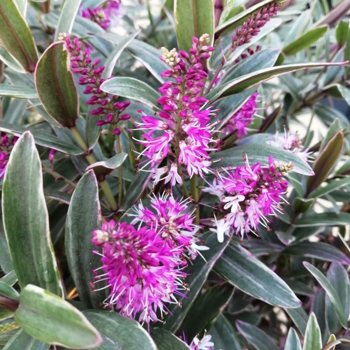 The Hebe Marilyn Monroe is a compact evergreen shrub featuring clusters of vibrant pink and purple flowers with elongated leaves, adding a splash of summer color and greenery to any garden.