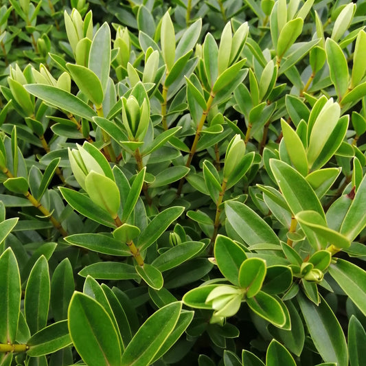 A close-up of lush, green leaves with pointed tips and smooth surfaces, densely clustered on the evergreen Hebe Mette shrub.