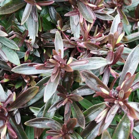 Close-up of dense, glossy dark green and purple pointed leaves highlights the elegance of the Hebe Mrs Winder evergreen shrub.