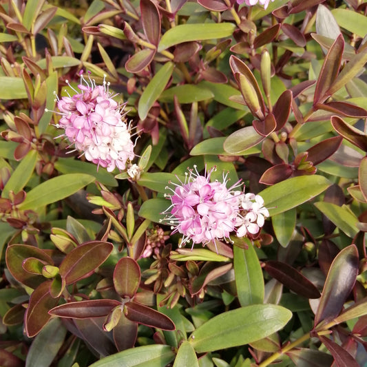 The Hebe Nicolas Blush, with its pink and white flowers and elongated green leaves, creates a charming display in the garden, typical of this bushy shrub.