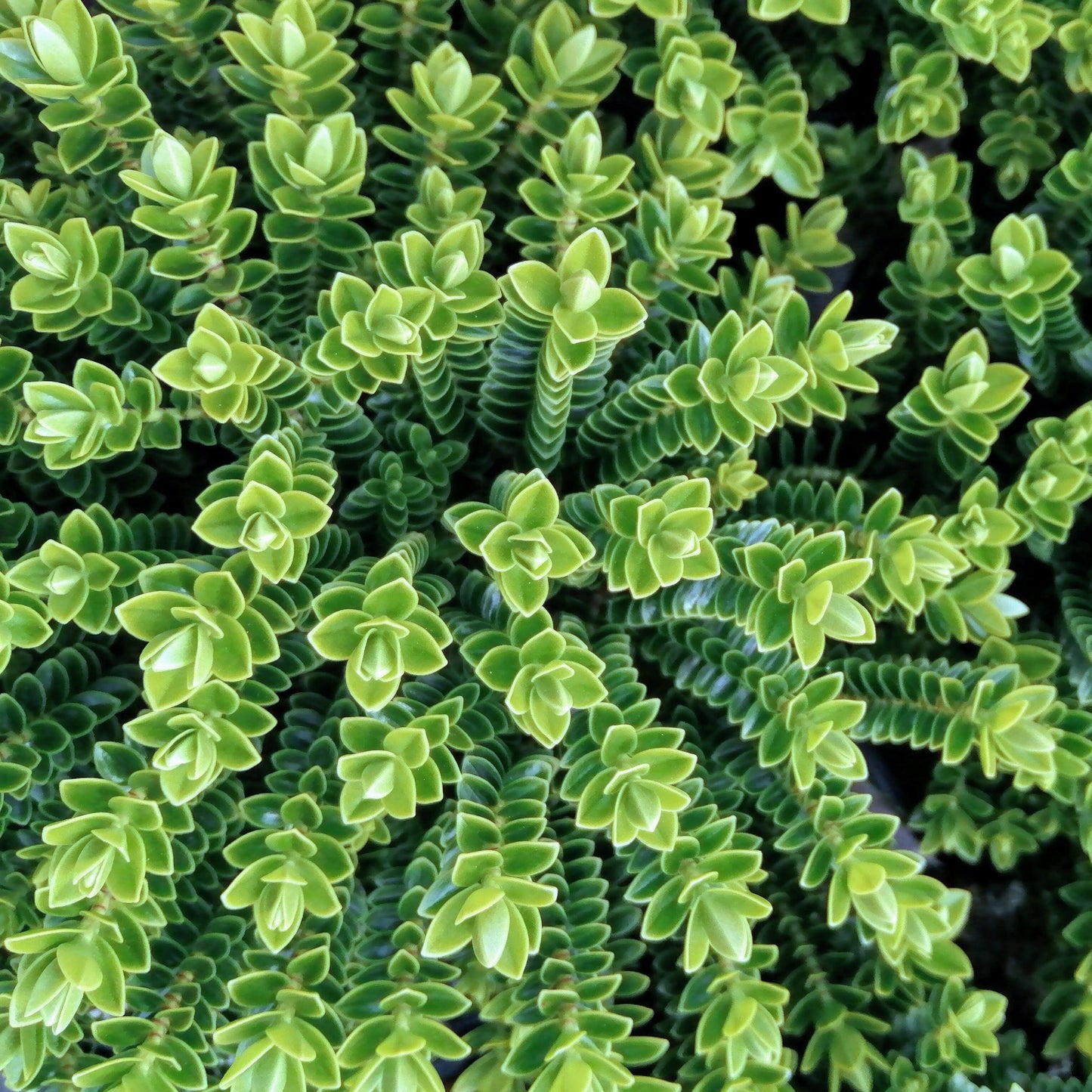 Close-up of vibrant Hebe Odora Nana plants with tightly packed, spiraling leaves, showcasing rich green foliage.