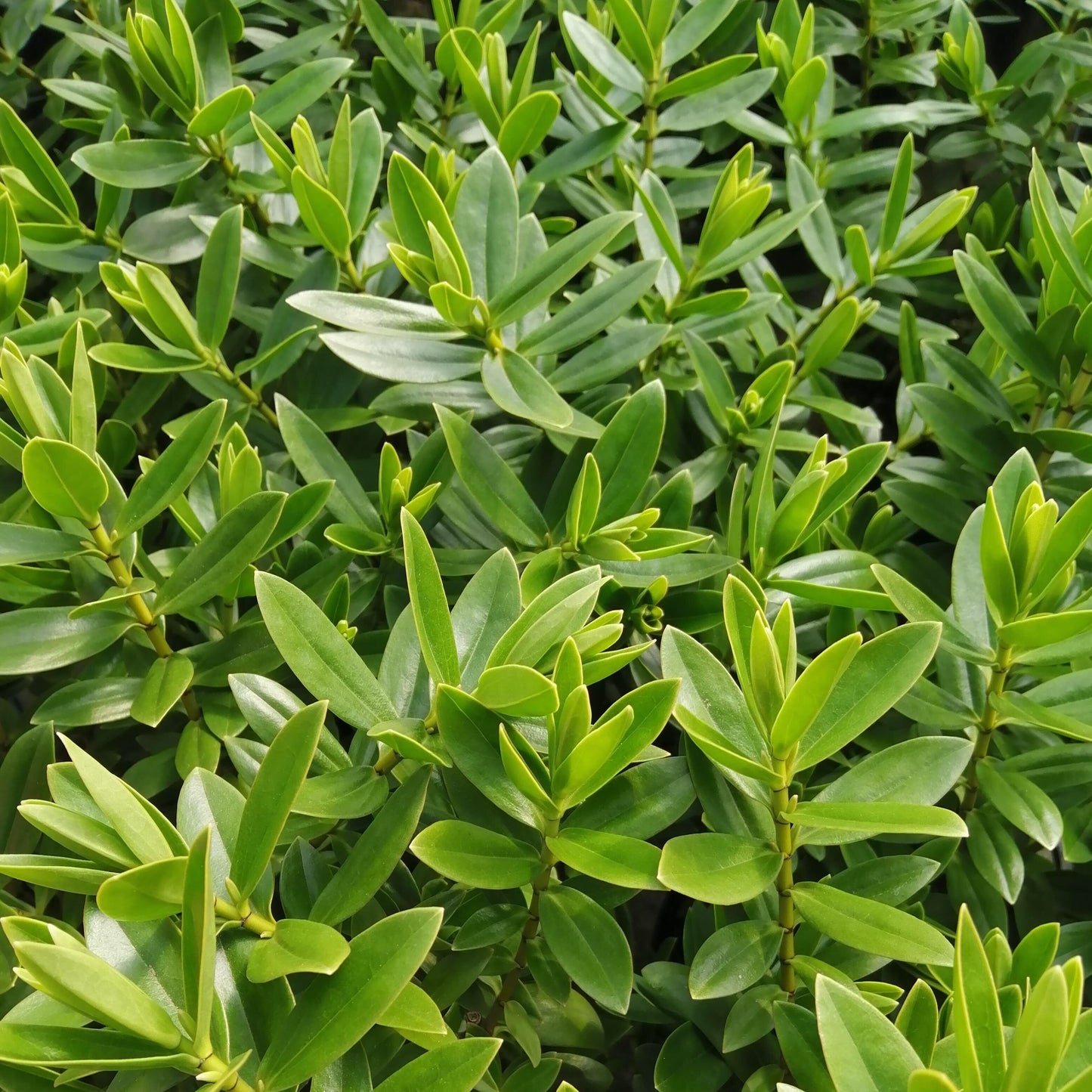 The Hebe Oratio Beauty, a dense cluster of evergreen shrubs, boasts glossy foliage that glistens in natural light.