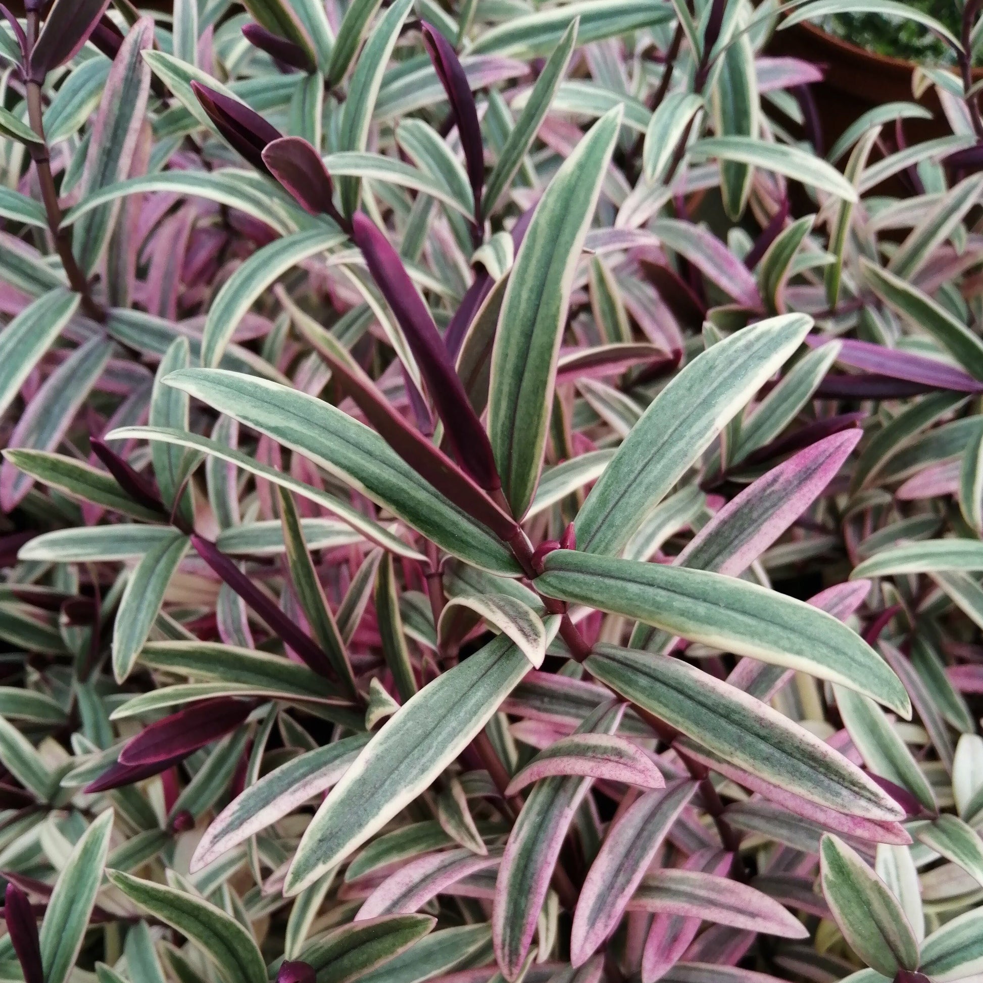 Close-up of Hebe Orphan Annies green and purple variegated leaves, showcasing long, narrow foliage with vibrant colors from this evergreen shrub that sometimes surprises with deep pink flowers.