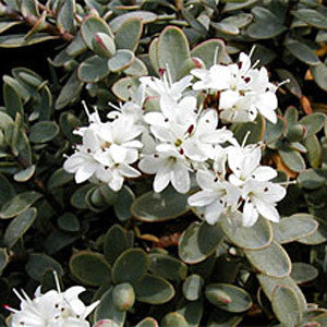 The Hebe Pagei, or Shrubby Veronica, is an elegant evergreen groundcover featuring white flowers with small petals among green leaves. This salt-tolerant shrub enhances gardens with year-round beauty.