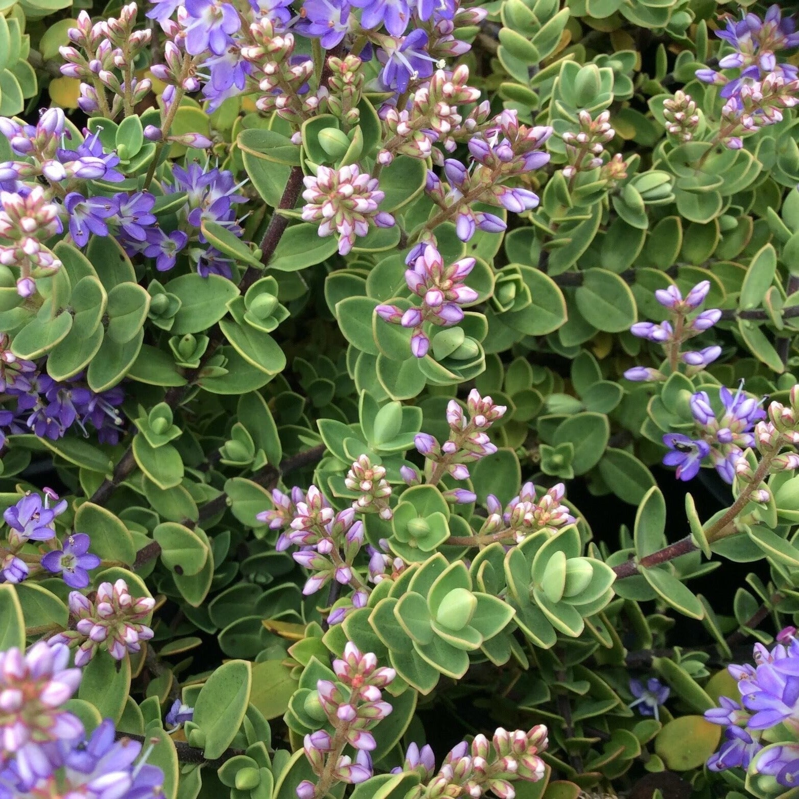 Close-up of the Hebe Pastel Blue, a low-growing bush featuring small purple and pink flowers amid dense, rounded green foliage.